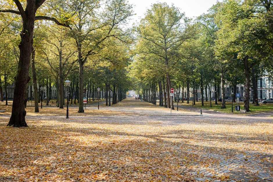 A wide urban park pathway lined with tall deciduous trees, their leaves turning yellow and scattered across the paved surface, creating a natural carpet. Vintage-style black lampposts are evenly spaced along the path, which extends into the distance under a canopy of green and yellow foliage. Surrounding the park are residential buildings with large windows, and a few street signs are visible, including a no entry and a parking sign. The sunlight filters through the leaves, casting dappled light and shadows on the ground, evoking a peaceful autumn scene suitable for detailing surface cleaning and maintenance, as highlighted by Carpet Cleaners Holland Park's residential cleaning services.